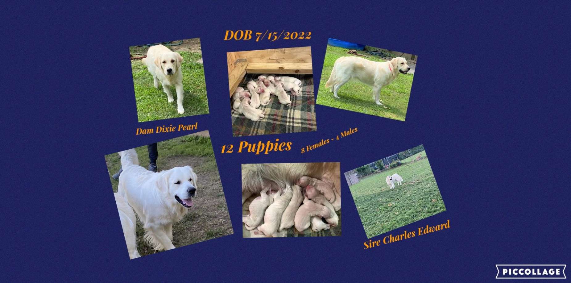 Dixie Pearl and Charlies Edward - 12 puppies - 8 females and 4 boys